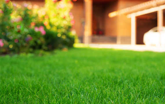 人工芝 / 天然芝