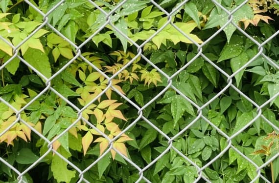 メッシュフェンス