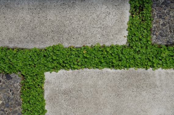 低木・地被植物によるグラウンドカバー