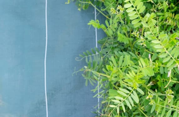 防草シートの設置