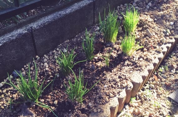 花壇まわり雑草対策施工